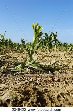 Stock Image - Agriculture - Hail damage to an early growth grain corn field / Missouri, USA.. Fotosearch
