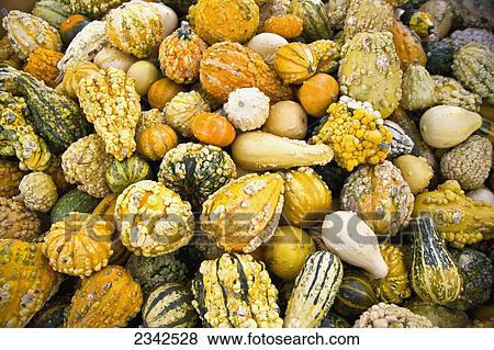 Stock Photo - Agriculture - Harvested gourds / near Lathrop, San Joaquin County, California, USA.. Fotosearch