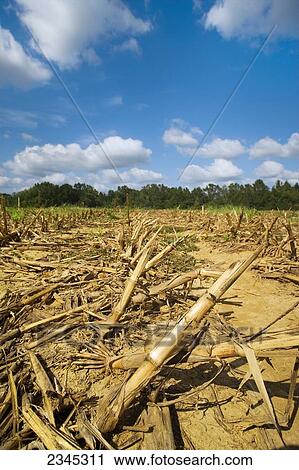 Stock Image - Agriculture - Harvested grain corn field in Autumn, showing remaining corn stalks and residue / near Yazoo City, Mississippi, USA.. Fotosearch