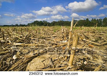 Agriculture - Harvested grain corn field in Autumn, showing remaining corn stalks and residue / near Yazoo City, Mississippi, USA. View Large Photo Image Stock Image - Agriculture - Harvested grain corn field in Autumn, showing remaining corn stalks and residue / near Yazoo City, Mississippi, USA.. Fotosearch
