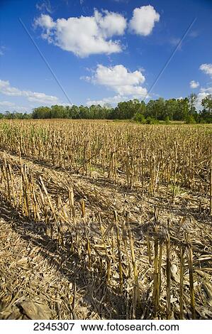 Agriculture - Harvested grain corn field in Autumn, showing remaining corn stalks and residue / near Yazoo City, Mississippi, USA. View Large Photo Image Stock Photo - Agriculture - Harvested grain corn field in Autumn, showing remaining corn stalks and residue / near Yazoo City, Mississippi, USA.. Fotosearch