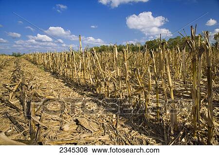 Stock Photo - Agriculture - Harvested grain corn field in Autumn, showing remaining corn stalks and residue / near Yazoo City, Mississippi, USA.. Fotosearch