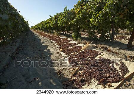 Agriculture - Harvested Thompson Seedless grapes laid out on paper trays for drying into raisins / near Dinuba, California, USA. View Large Photo Image Stock Image - Agriculture - Harvested Thompson Seedless grapes laid out on paper trays for drying into raisins / near Dinuba, California, USA.. Fotosearch
