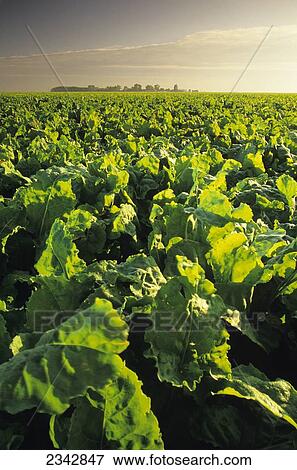 Stock Photo - Agriculture - Healthy mature sugar beet field ready for harvest in late afternoon light / near Amenia, Red River Valley, North Dakota, USA.. Fotosearch