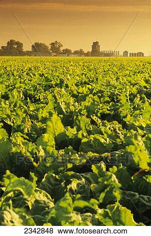 Stock Photo - Agriculture - Healthy mature sugar beet field ready for harvest in late afternoon light with a grain elevator and grain bins in the distance / near Amenia, Red River Valley, North Dakota, USA.. Fotosearch