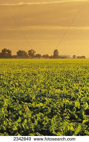 Stock Photo - Agriculture - Healthy mature sugar beet field ready for harvest in late afternoon light with a grain elevator and grain bins in the distance / near Amenia, Red River Valley, North Dakota, USA.. Fotosearch
