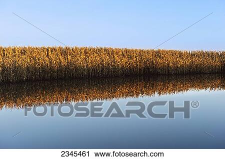 Stock Image - Agriculture - Heavy late season rains have flooded this mature harvest ready grain corn field / Central Iowa, USA.. Fotosearch