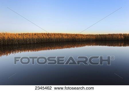 Stock Image - Agriculture - Heavy late season rains have flooded this mature harvest ready grain corn field / Central Iowa, USA.. Fotosearch