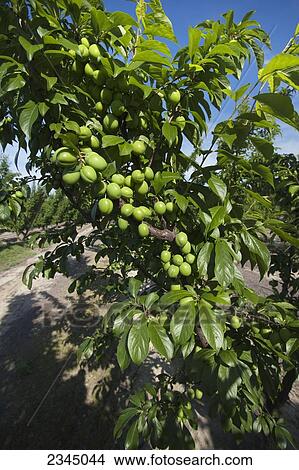 Picture - Agriculture - Heavy set of immature plums on the tree, before thinning, in early Spring / near Dinuba, California, USA.. Fotosearch