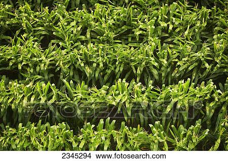 Agriculture - High view looking down on rows of tasseled mid growth grain corn plants in early Summer / near Yazoo City, Mississippi, USA. View Large Photo Image Picture - Agriculture - High view looking down on rows of tasseled mid growth grain corn plants in early Summer / near Yazoo City, Mississippi, USA.. Fotosearch