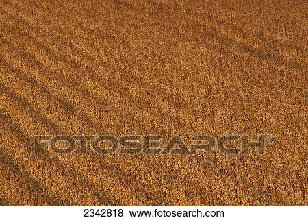 Stock Photo - Agriculture - High view of rows of mature, harvest ready soybeans in the field / near Dennison, Minnesota, USA.. Fotosearch