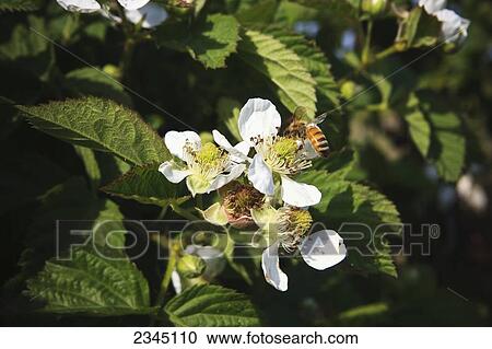 Stock Image - Agriculture - Honey bee pollinating a blackberry blossom / near Dinuba, California, USA.. Fotosearch