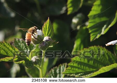 Stock Photo - Agriculture - Honey bee pollinating a blackberry blossom / near Dinuba, California, USA.. Fotosearch