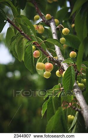 Stock Photo - Agriculture - Immature crop of Bing cherries on the tree in early Spring / near Dinuba, California, USA.. Fotosearch