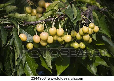 Agriculture - Immature crop of Bing cherries on the tree in early Spring / near Traver, California, USA. View Large Photo Image Stock Photograph - Agriculture - Immature crop of Bing cherries on the tree in early Spring / near Traver, California, USA.. Fotosearch