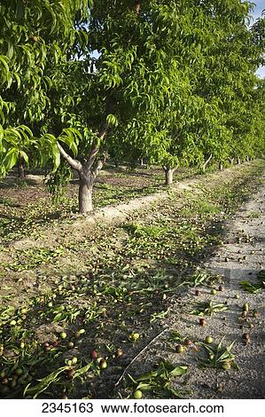 Stock Image - Agriculture - Immature nectarines on the orchard floor after thinning in Spring. Removing a portion of the fruit from the trees results in larger yields of better quality fruit / near Dinuba, California, USA.. Fotosearch