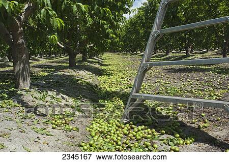 Stock Photo - Agriculture - Immature nectarines on the orchard floor after thinning in Spring, with the base of a ladder in the foreground. Removing a portion of the fruit from the trees results in larger yields of better quality fruit / near Dinuba, California, USA.. Fotosearch