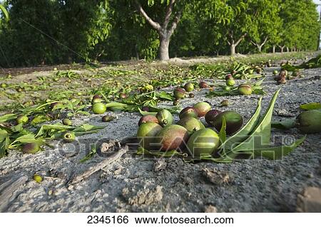 Agriculture - Immature nectarines on the orchard floor after thinning in Spring. Removing a portion of the fruit from the trees results in larger yields of better quality fruit / near Dinuba, California, USA. View Large Photo Image Stock Photograph - Agriculture - Immature nectarines on the orchard floor after thinning in Spring. Removing a portion of the fruit from the trees results in larger yields of better quality fruit / near Dinuba, California, USA.. Fotosearch