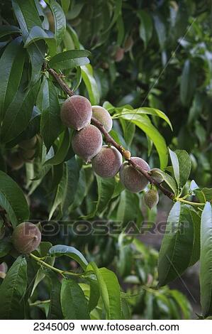 Stock Photo - Agriculture - Immature peaches on the tree, before thinning, in early Spring / near Dinuba, California, USA.. Fotosearch