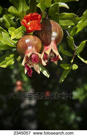 Stock Photo - Agriculture - Immature pomegranates and a blossom on the tree / near Dinuba, California, USA.. Fotosearch