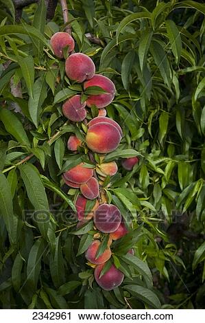 Stock Image - Agriculture - Improperly thinned peach branch resulting in mature fruit that is too small for the commercial market / near Dinuba, California, USA.. Fotosearch