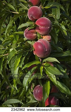 Stock Image - Agriculture - Improperly thinned peach branch resulting in mature fruit that is too small for the commercial market / near Dinuba, California, USA.. Fotosearch