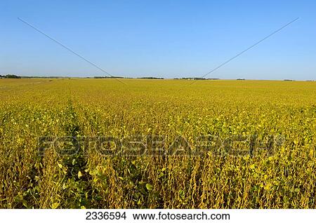 Picture - Agriculture - Large field of mature late season soybeans / Central Iowa, USA.. Fotosearch