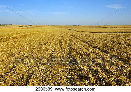 Agriculture - Large rolling grain corn field in process of being harvested in Autumn. The corn stubble and debris will be left until Spring, at which time the field will planted again no-till / Iowa, USA. View Large Photo Image Stock Photo - Agriculture - Large rolling grain corn field in process of being harvested in Autumn. The corn stubble and debris will be left until Spring, at which time the field will planted again no-till / Iowa, USA.. Fotosearch