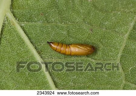 Picture - Agriculture - Leafroller pupa on a grape leaf / Napa Valley, California, USA.. Fotosearch