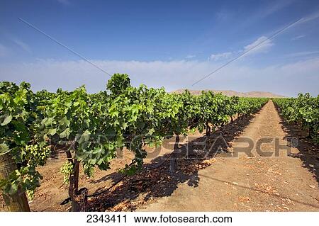 Stock Image - Agriculture - Looking down between rows of an Autumn Royal table grape vineyard in early summer with immature grapes on the vines / Tulare County, California, USA.. Fotosearch