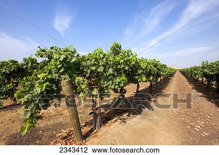 Agriculture - Looking down between rows of an Autumn Royal table grape vineyard in early summer with immature grapes on the vines / Tulare County, California, USA. View Large Photo Image Stock Image - Agriculture - Looking down between rows of an Autumn Royal table grape vineyard in early summer with immature grapes on the vines / Tulare County, California, USA.. Fotosearch