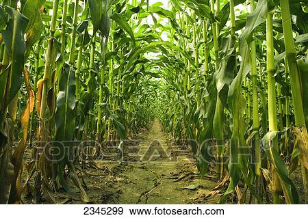 Stock Photo - Agriculture - Looking down between rows of mid growth grain corn plants in mid Summer / Mississippi, USA.. Fotosearch