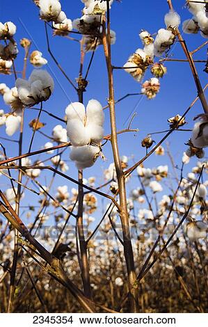 Picture - Agriculture - Low angle view of a stand of harvest ready cotton / Mississippi, USA.. Fotosearch