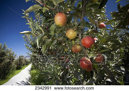 Stock Image - Agriculture - Mature Buckeye Gala apples on the tree with a coating of a plant surface protectant that reflects infrared and ultraviolet radiation to prevent sunburn and heat stress / near Kingsburg, California, USA.. Fotosearch