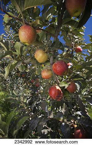 Stock Image - Agriculture - Mature Buckeye Gala apples on the tree with a coating of a plant surface protectant that reflects infrared and ultraviolet radiation to prevent sunburn and heat stress / near Kingsburg, California, USA.. Fotosearch