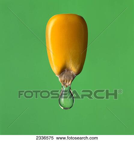 Agriculture - Mature corn kernel and corn oil droplet, with green background, in studio. View Large Photo Image Stock Photography - Agriculture - Mature corn kernel and corn oil droplet, with green background, in studio.. Fotosearch
