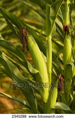 Stock Photo - Agriculture - Mature ear of grain corn on the stalk with dried silks / Mississippi, USA.. Fotosearch