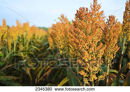 Stock Image - Agriculture - Mature harvest ready crop of grain sorghum (milo) / near Greenwood, Mississippi, USA.. Fotosearch