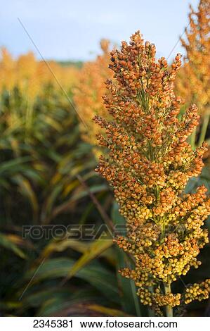 Stock Image - Agriculture - Mature harvest ready crop of grain sorghum (milo) / near Greenwood, Mississippi, USA.. Fotosearch