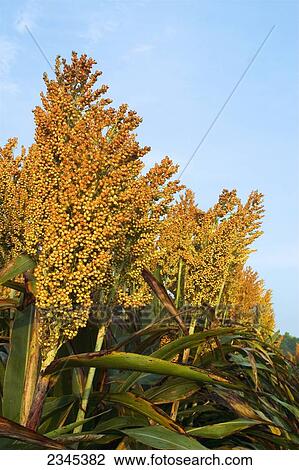 Agriculture - Mature harvest ready crop of grain sorghum (milo) / near Greenwood, Mississippi, USA. View Large Photo Image Stock Image - Agriculture - Mature harvest ready crop of grain sorghum (milo) / near Greenwood, Mississippi, USA.. Fotosearch