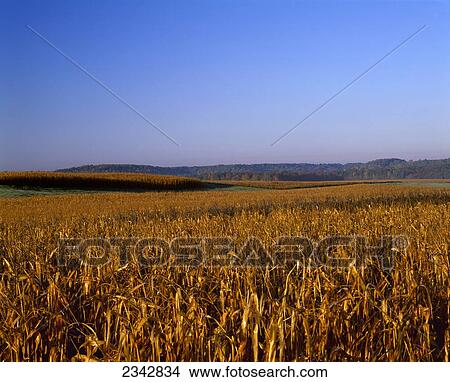 Agriculture - Mature, harvest ready, rolling grain corn field in afternoon autumn light (Sequence 2 of 3) / near Ellsworth, Wisconsin, USA. View Large Photo Image Picture - Agriculture - Mature, harvest ready, rolling grain corn field in afternoon autumn light (Sequence 2 of 3) / near Ellsworth, Wisconsin, USA.. Fotosearch
