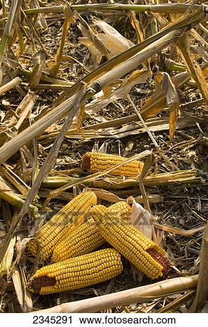 Stock Image - Agriculture - Mature, harvest ready, ears of grain corn left on the ground after the harvest / near Yazoo City, Mississippi, USA.. Fotosearch