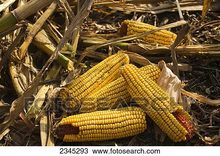 Stock Image - Agriculture - Mature, harvest ready, ears of grain corn left on the ground after the harvest / near Yazoo City, Mississippi, USA.. Fotosearch