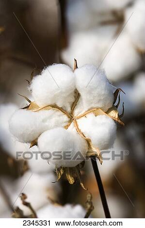 Stock Image - Agriculture - Mature, harvest ready 5-lock cotton boll in Autumn / Mississippi, USA.. Fotosearch