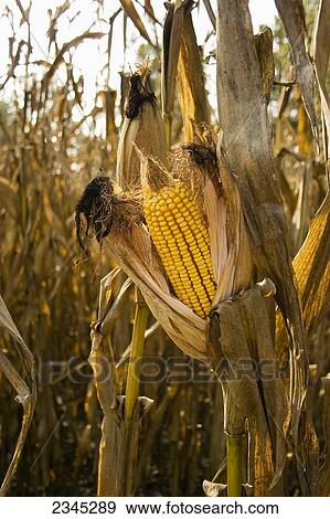 Stock Photo - Agriculture - Mature, harvest ready, ear of grain corn on the stalk / Mississippi, USA.. Fotosearch