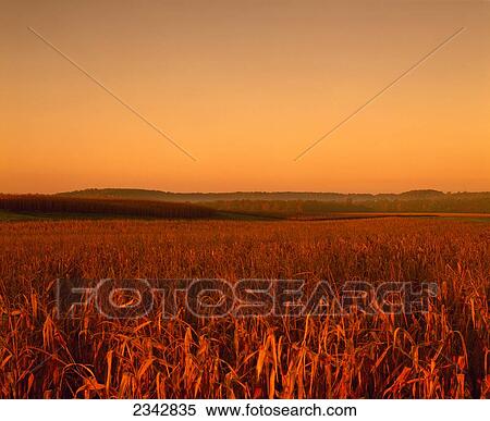 Stock Photography - Agriculture - Mature, harvest ready, rolling grain corn field in late afternoon autumn light (Sequence 3 of 3) / near Ellsworth, Wisconsin, USA.. Fotosearch