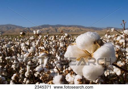 Stock Image - Agriculture - Mature Pima 5-lock cotton boll with with a harvest stage field in the background / San Joaquin Valley, California, USA.. Fotosearch