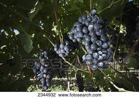 Stock Image - Agriculture - Mature Summer Royal seedless table grape clusters on the vine, ready for harvest / near Dinuba, California, USA.. Fotosearch