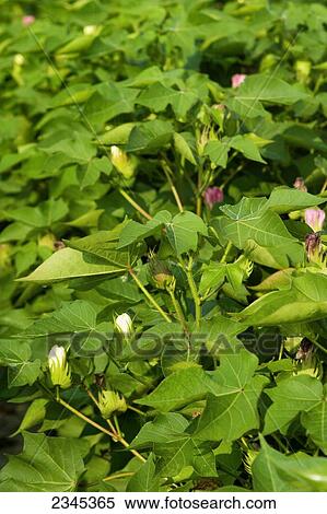 Agriculture - Mid growth, bloom stage cotton plants in late afternoon light / Mississippi, USA. View Large Photo Image Stock Photography - Agriculture - Mid growth, bloom stage cotton plants in late afternoon light / Mississippi, USA.. Fotosearch