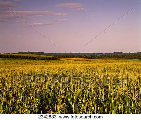 Stock Image - Agriculture - Mid growth fully tasseled rolling grain corn field in late afternoon summer light (Sequence 1 of 3) / near Ellsworth, Wisconsin, USA.. Fotosearch
